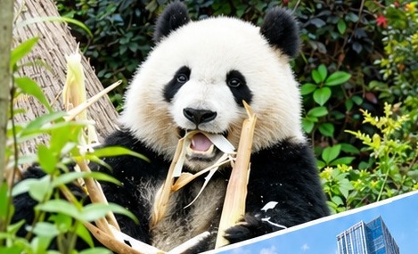 Giant Panda Science & Biodiversity learning experience in Chengdu
